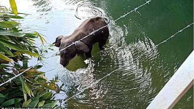 Elefante muore dopo aver mangiato ananas riempita di petardi. E’ accaduto in India