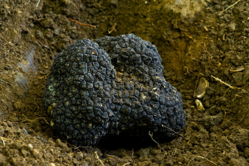 In Sicilia sarà possibile coltivare il tartufo. Approvato disegno di legge in commissione. Primo firmatario Nello Dipasquale