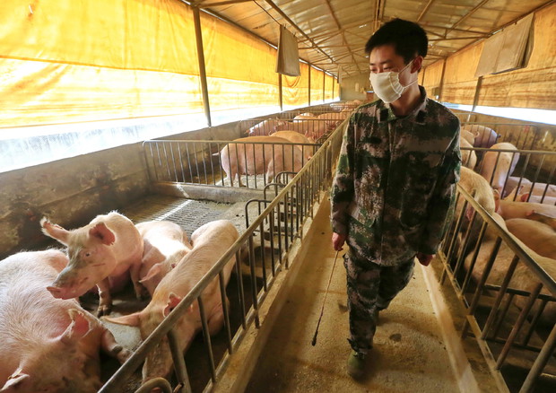 Scoperto un nuovo virus in Cina: dai maiali passa all’uomo