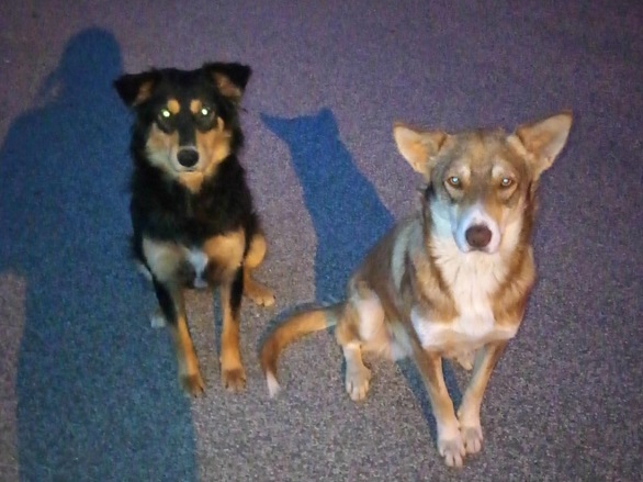 Due cani avvelenati in contrada Cicchitto, a Vittoria: erano stati adottati dai residenti del quartiere