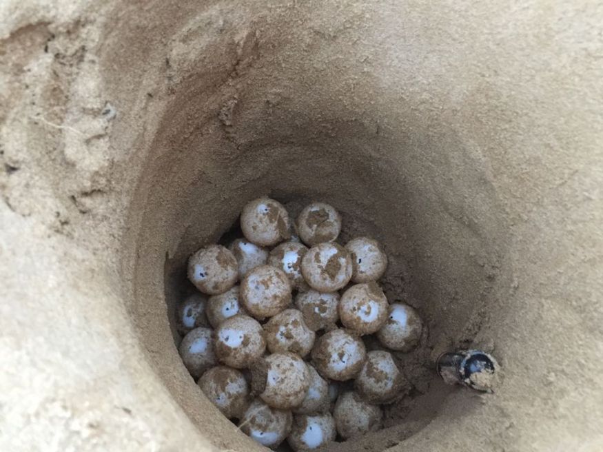 10 nidi di Caretta Caretta messi in sicurezza in Sicilia: due a Randello