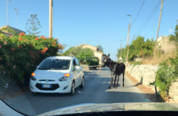 Automobilista porta a spasso un asino per le campagne di Modica