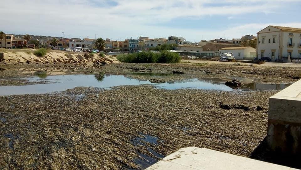 Perchè nessuno rimuove le alghe del porticciolo di Donnalucata?