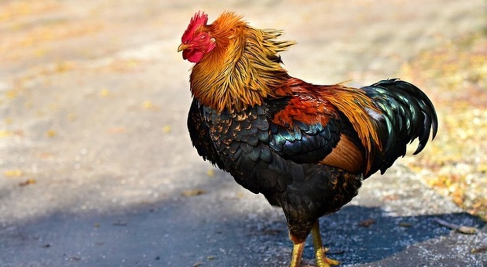 Lodigiano: il gallo canta all’alba, multa da 166 euro al padrone