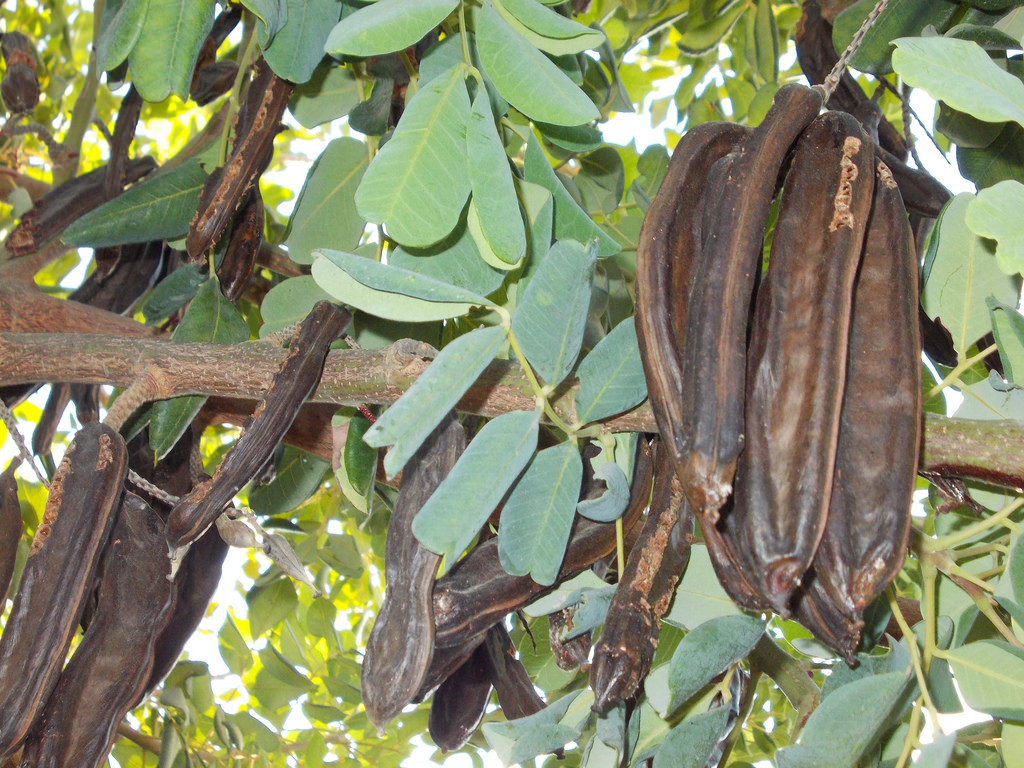 Vittoria: quelli che…rubavano 160 kg di carrube. Arrestati