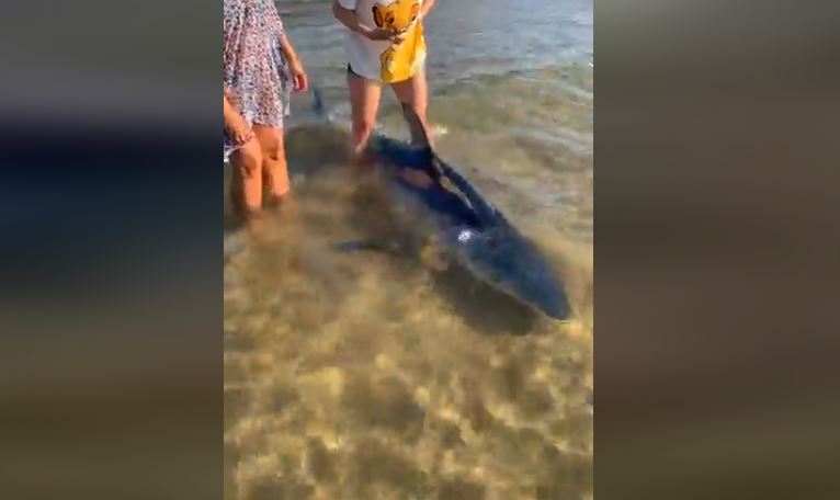 Uno squalo verdesca spiaggiato a Raganzino, Pozzallo. VIDEO