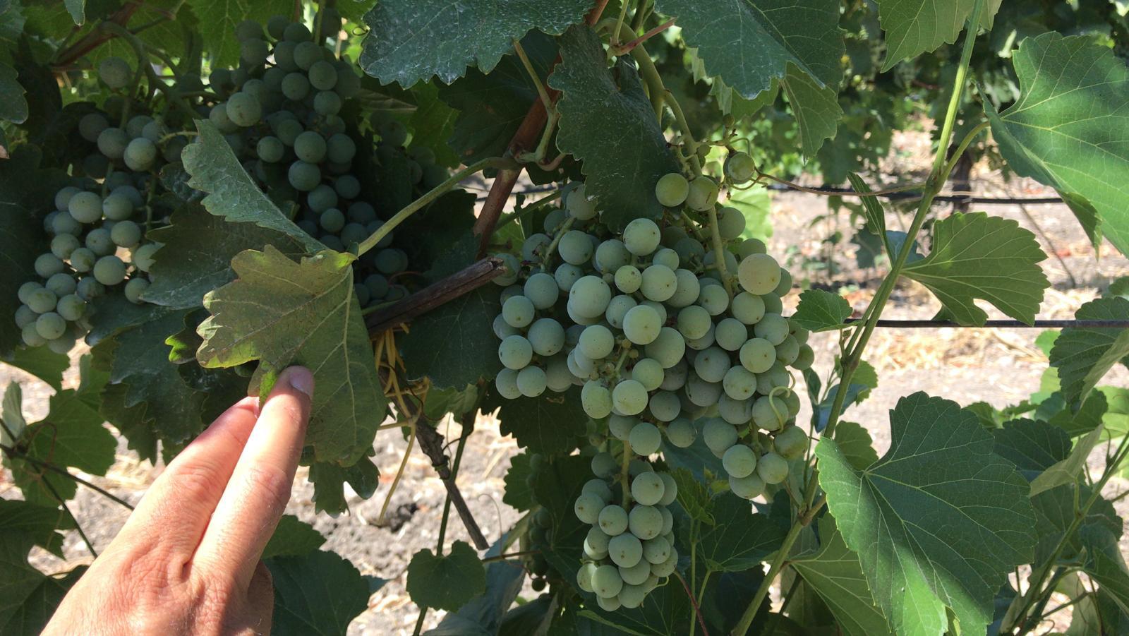 La prima vendemmia dopo il lockdown: si prevede una buona annata per i bianchi. Nel ragusano la vendemmia è già iniziata nel territorio di Acate