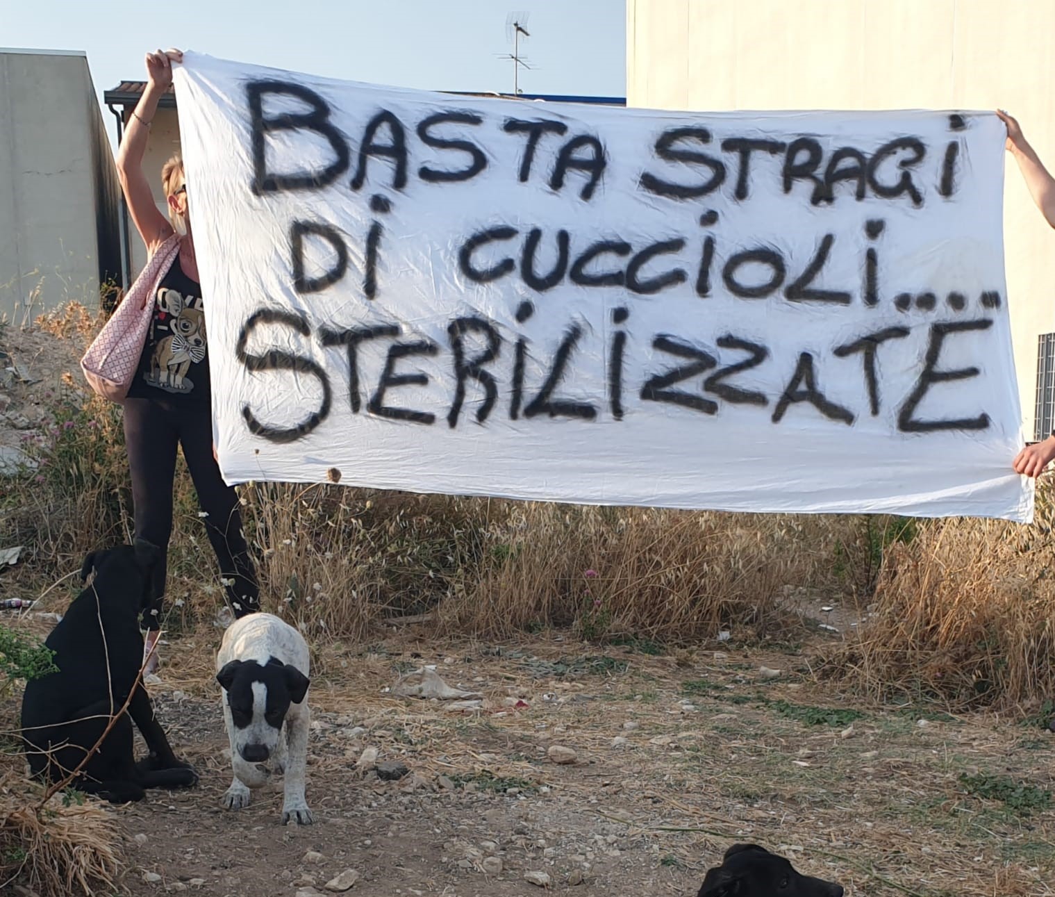 Stragi di cani a Ragusa: lettera aperta al sindaco Cassì da parte dei volontari