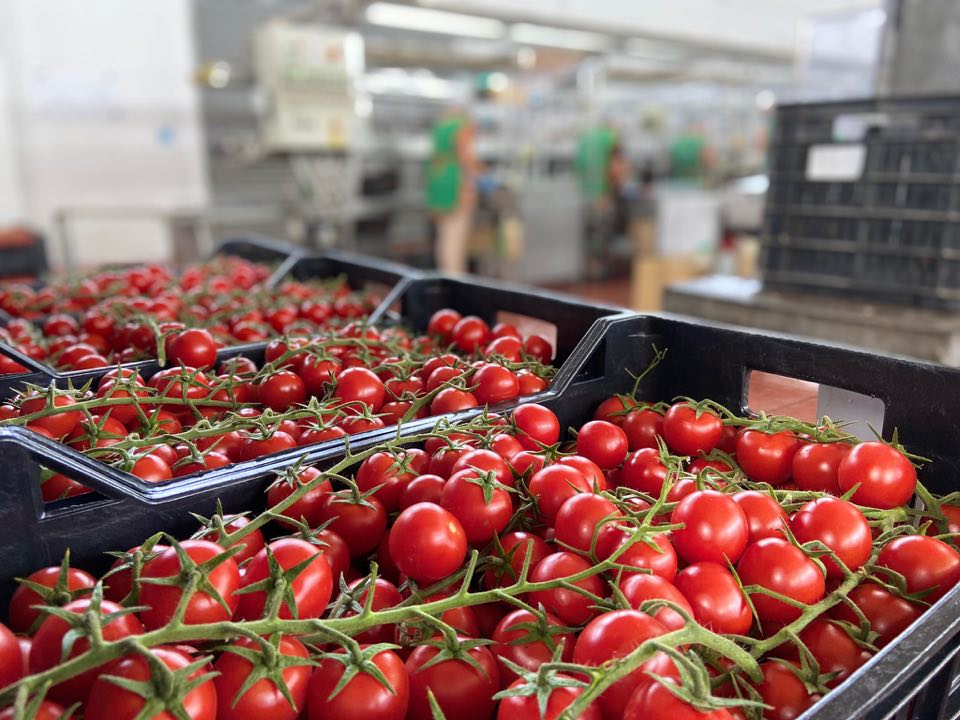 La Festa del Pomodoro di Pachino IGP quest’anno in versione digitale