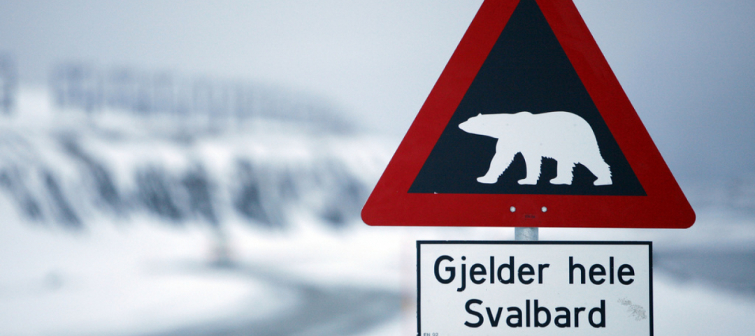 Norvegia: un orso polare uccide un campeggiatore