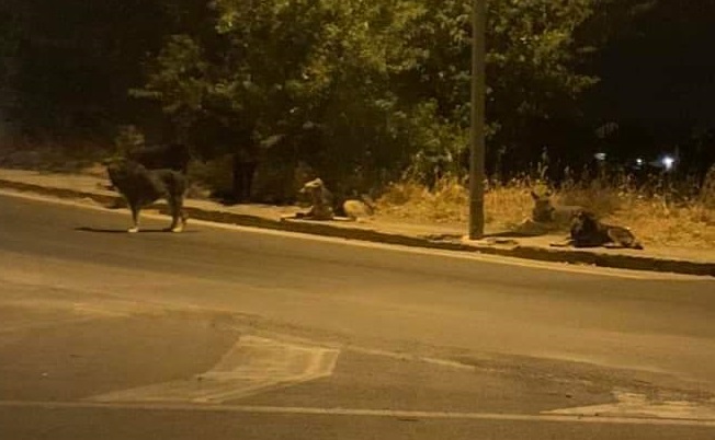 “Andavo in bici e sono stato aggredito da un branco di cani randagi…”. La denuncia di un cittadino ragusano