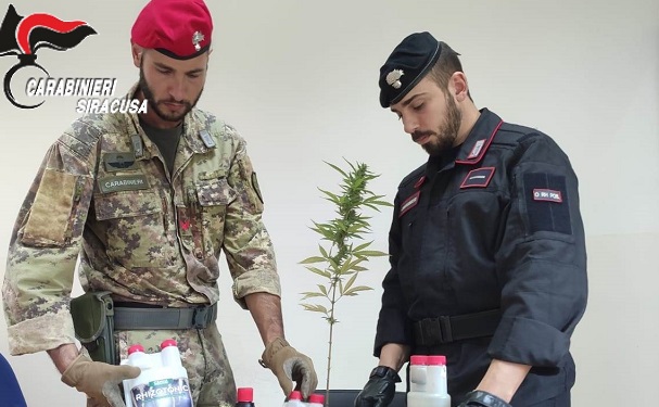 Carlentini: arrestato perchè coltivava marijuana. Il giudice gli revoca il reddito di cittadinanza