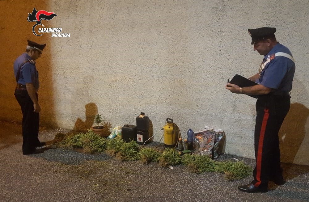 Cassibile: organizza e gestisce una serra di piante di marijuana, arrestato 53enne