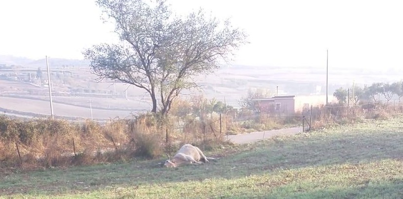 Mucca uccisa a fucilate, nella notte, fra Giarratana e Monterosso