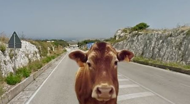 Altre sette mucche uccise in contrada Margi, al confine fra Monterosso e Giarratana