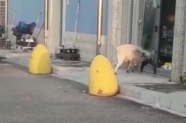 Capra sfonda la vetrina di un supermercato sulla Vittoria-Santa Croce