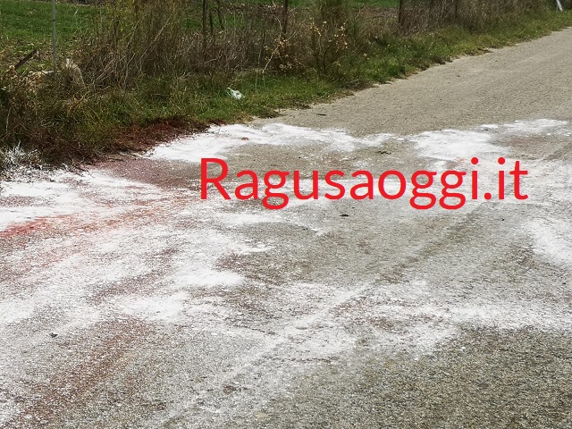 Mucche uccise a Monterosso, si va verso il censimento e la messa in sicurezza degli animali vaganti