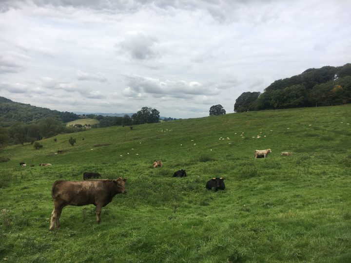Uccisa un’altra mucca a Monterosso Almo