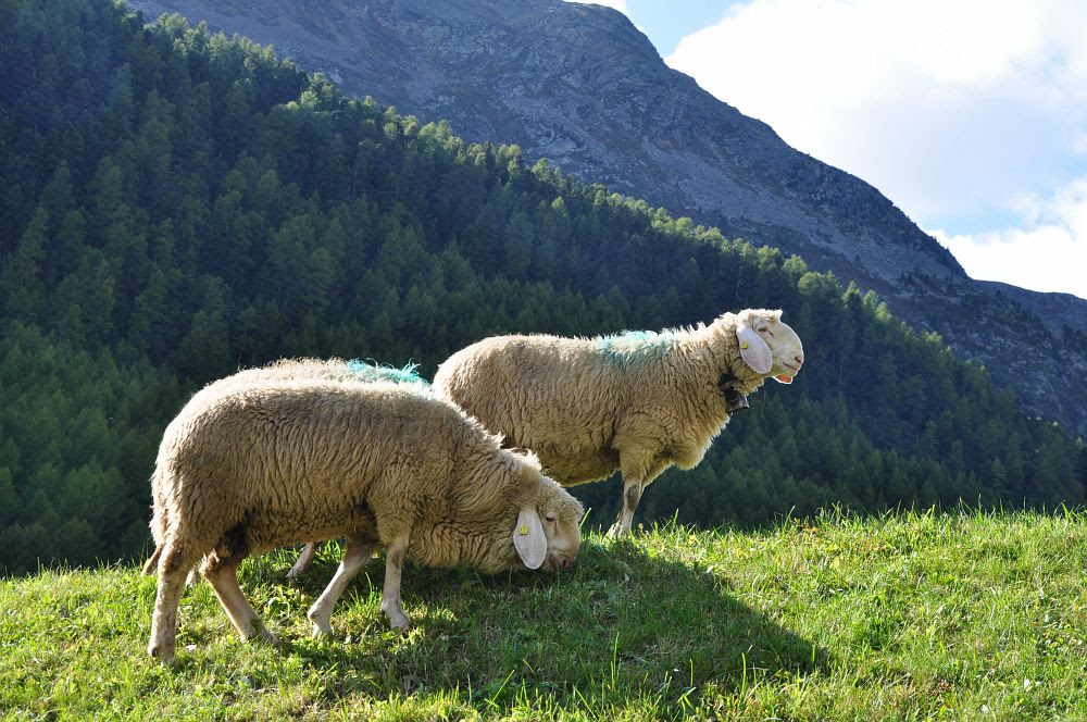La Pecora della Val Senales, in Alto Adige, è un nuovo Presidio Slow Food