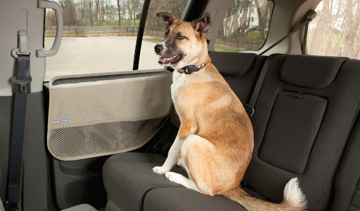 Catania: lascia il cane in auto per due ore, denunciato studente universitario