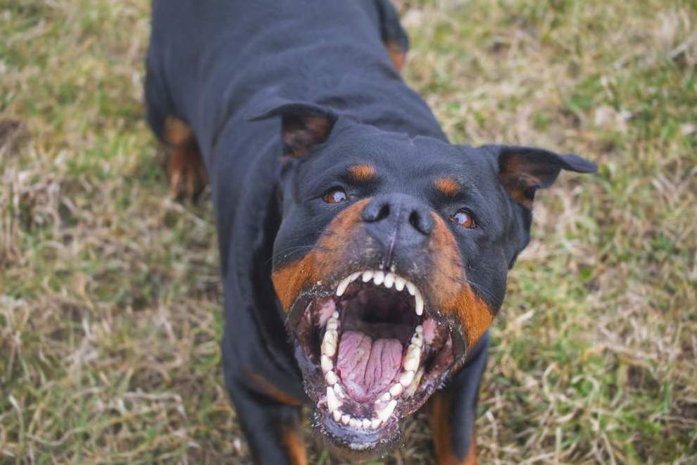 Aizza il cane contro ex insegnante in pensione, orecchio staccato e volto sfregiato: condannato