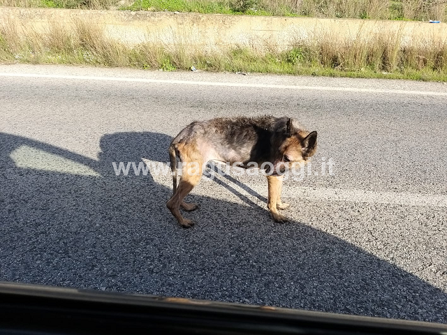 Cane abbandonato, in mezzo alla strada, soccorso dai volontari. Ma l’attesa è infinita. FOTO
