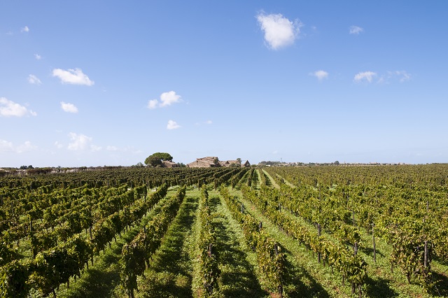 Venti donne della Guinea impegnate in un’azienda agricola del territorio di Scicli. E’ il primo progetto che nasce in Italia ispirato al Decreto Cutro