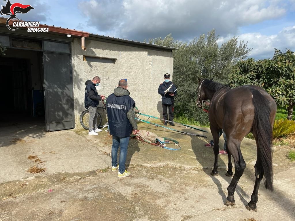 Noto: pubblicano video di una corsa clandestina di cavalli, denunciati organizzatori e partecipanti