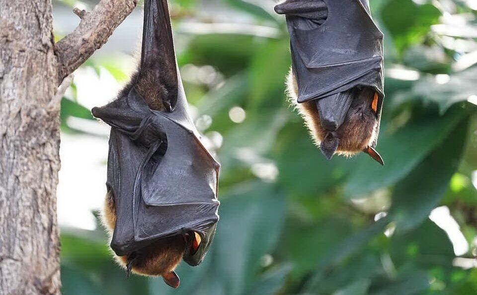 Francia: ucciso dalla rabbia provocata dal morso di un pipistrello. Un evento rarissimo