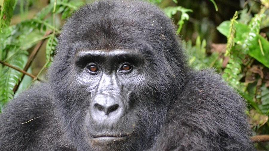 Riscontrati i primi casi di Covid fra le grandi Scimmie: infettati tre gorilla di uno zoo