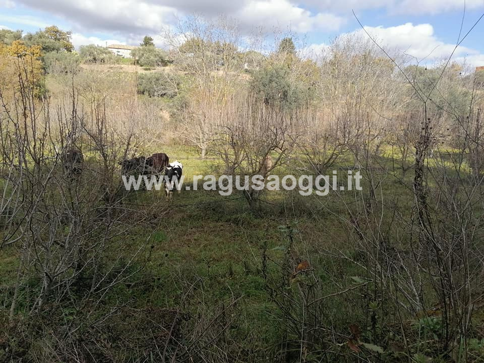 Pascolo abusivo a Monterosso? Non solo. Anche a Chiaramonte
