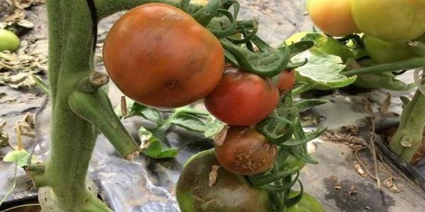 Tomato brown, il covid di pomodoro e peperoni. Molti i danni fra le serre nel sud della Sicilia