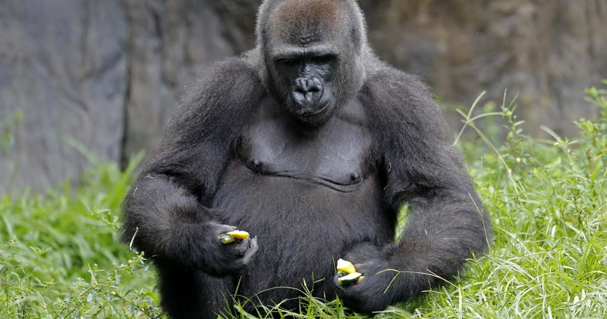Gorilla e due leoni positivi al covid nello zoo di Praga