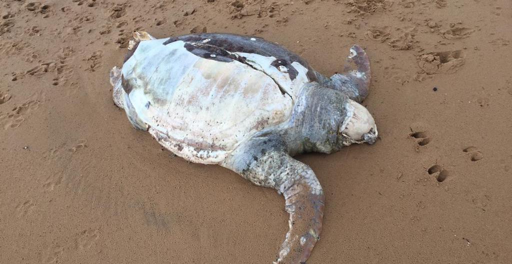 Scoglitti: tenta di rubare il guscio di una tartaruga Caretta Caretta