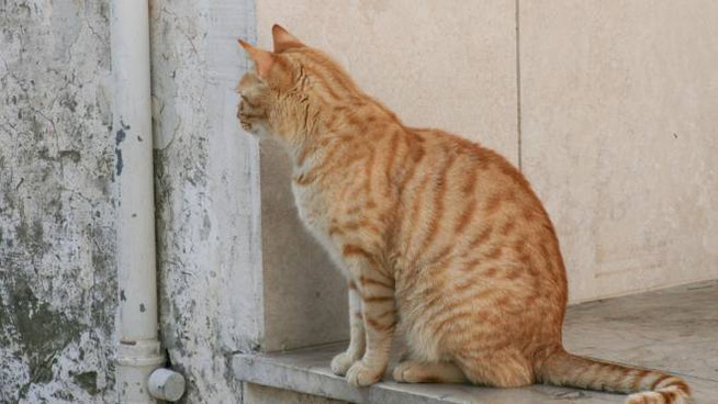Chiaramonte: gatti avvelenati, impiccati e che spariscono nel nulla. La denuncia