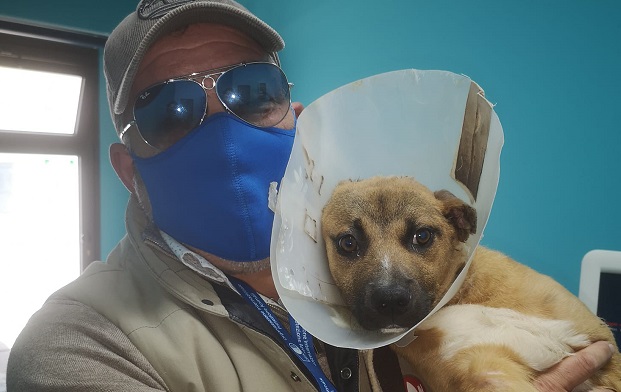 Leone sta meglio. Il cucciolo di Acate si sta riprendendo dopo il taglio delle orecchie