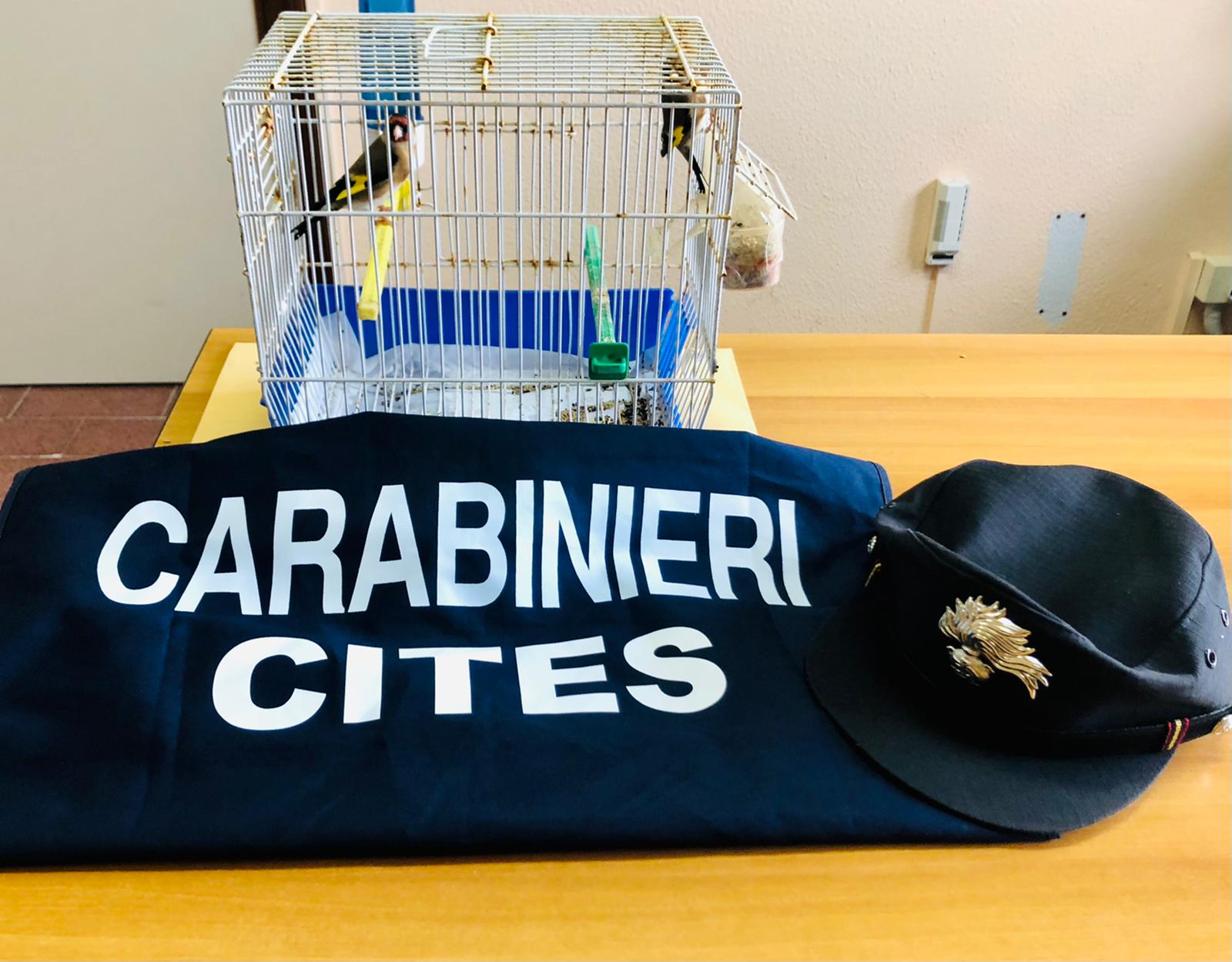 Siracusa: fermato traffico illegale di cardellini venduti online