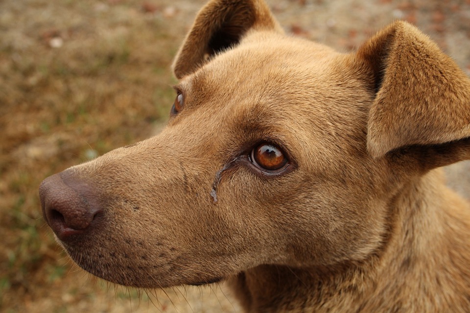 “Non usate esche avvelenate, è vietato” l’appello della Lav Ragusa dopo il secondo episodio di maltrattamento ai danni di cani nella frazione di Cava d’Aliga