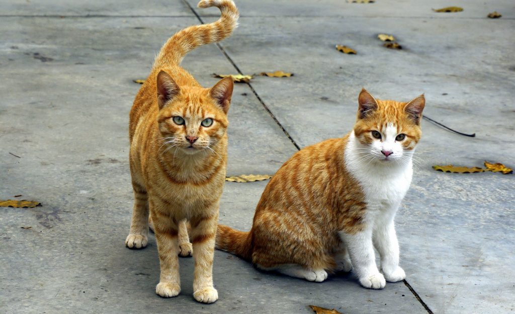 Sorpreso a mangiare un gatto dentro un’auto. E’ successo a Palermo