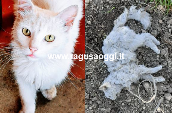Gatti uccisi a Chiaramonte, arriva il sostegno anche della LNCD Animal Protection: “Abbiamo scritto una lettera al sindaco”
