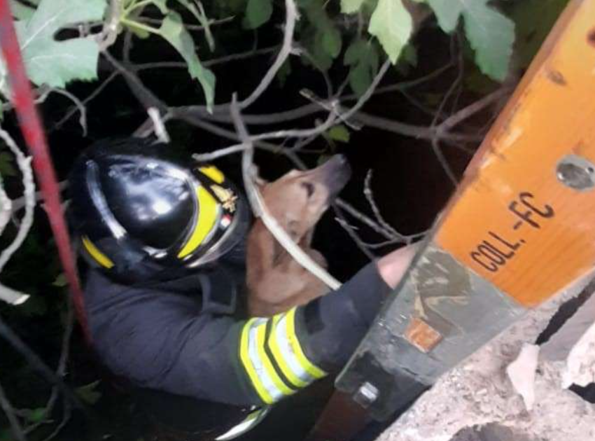 Cane cade in un pozzo. Salvato dai vigili del fuoco