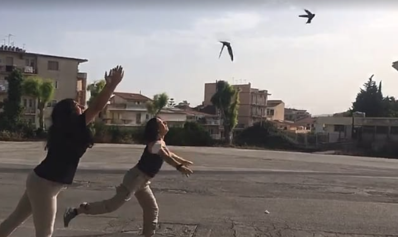 Liberati 550 rondoni dopo le cure dei volontari. Ma tanti ancora vanno curati