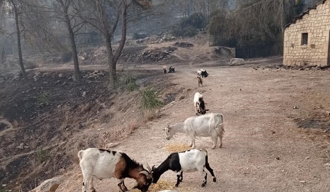 Quei poveri animali di Calaforno, salvati da due giovani. Alcuni sono morti, ma altri ce la faranno