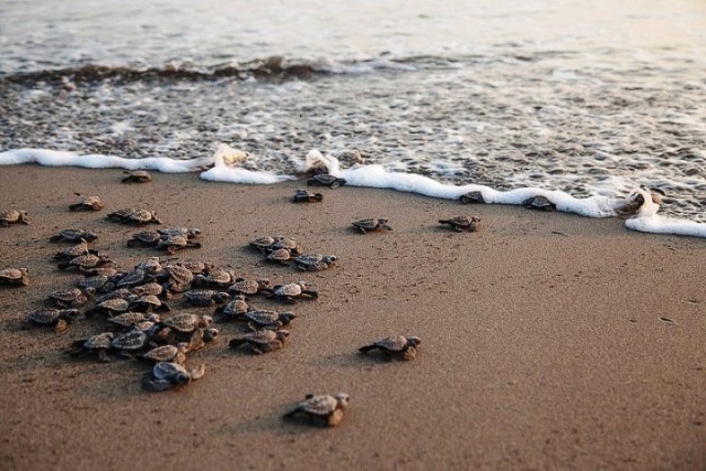 Progetto europeo “Pledge4seaturtles”: a Modica, spiagge più accoglienti per la schiusa delle uova di tartarughe