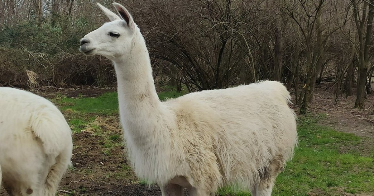 In Belgio si sperimenta sull’uomo il trattamento anti-Covid con anticorpi derivati dal lama. E’ uno studio clinico di fase 1