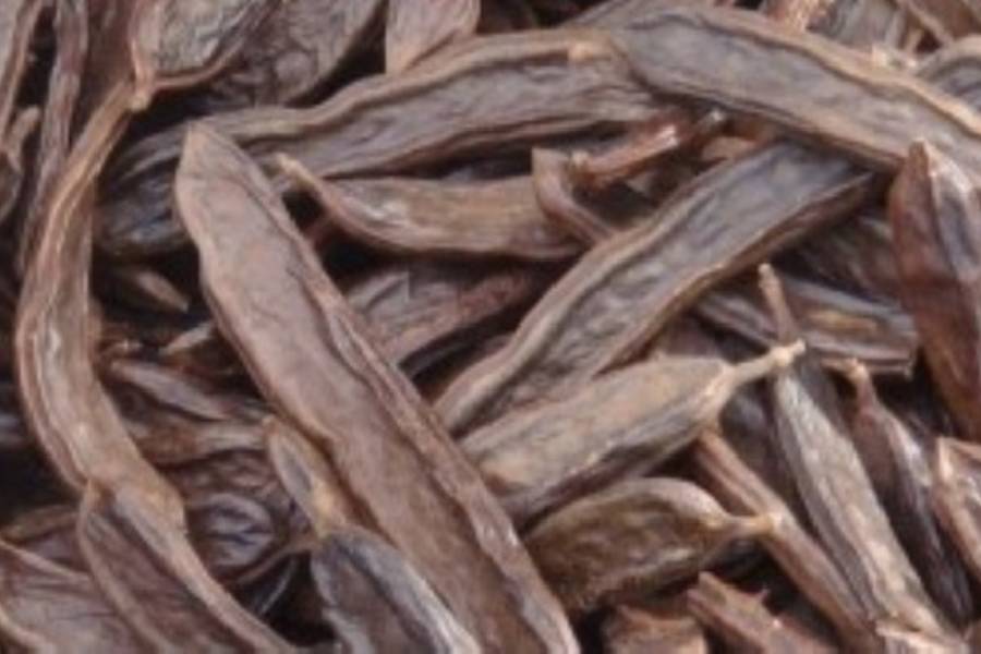 Furti di carrube a Ragusa, è allarme: prezzi troppo bassi, produttori penalizzati