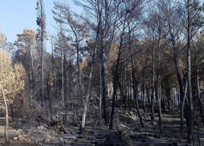 Il 12 settembre una grande manifestazione in tutta la Sicilia contro gli incendi. Il programma nel ragusano