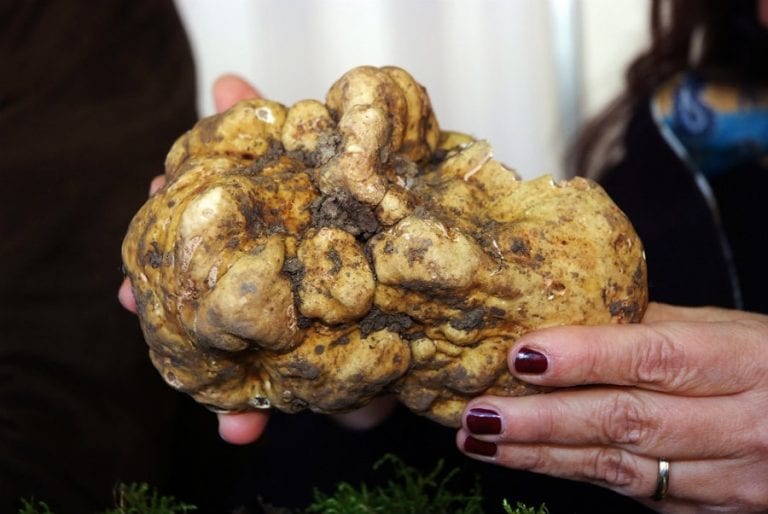 Prezzi alle stelle per il tartufo bianco: viene venduto a 4 mila euro al chilo