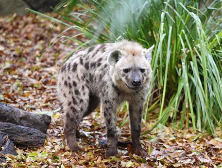 Denver, due iene dello zoo positive al COVID-19. Sono i primi casi confermati per la specie nel mondo