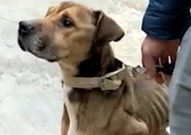 Scicli: prima l’albo comunale per volontari antirandagismo, ora la microchippatura gratuita dei cani